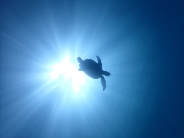 青の洞窟　ウミガメ