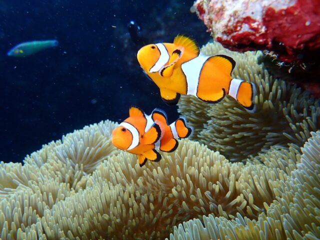 青の洞窟　クマノミ