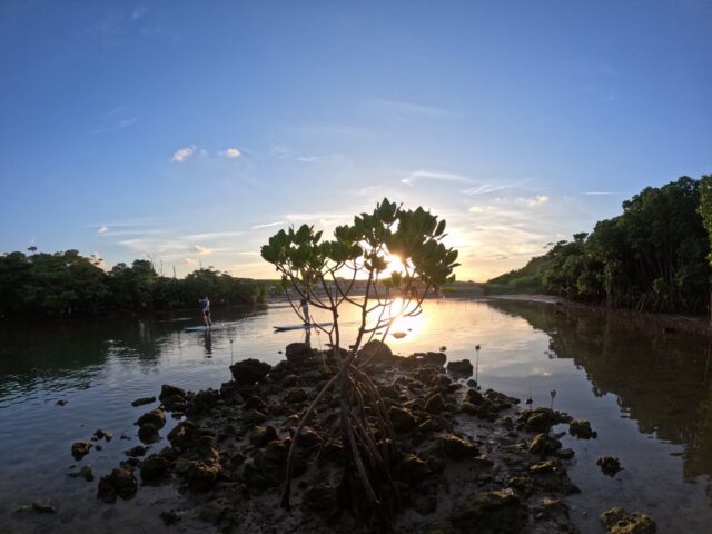 サンライズ　マングローブ