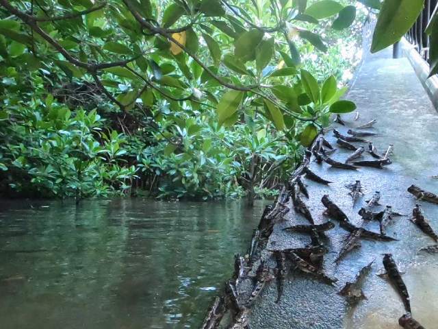 サンライズSUPカヌー　ハゼ