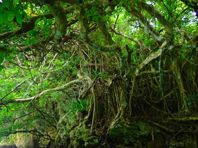 宮良川マングローブ