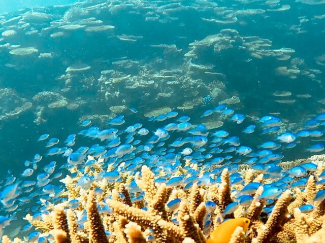 石垣島　幻の島シュノーケリング