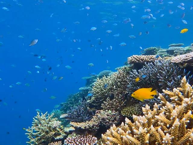 シュノーケリング　幻の島