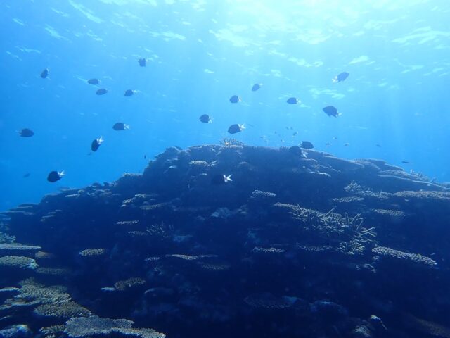 青の洞窟 シュノーケリング