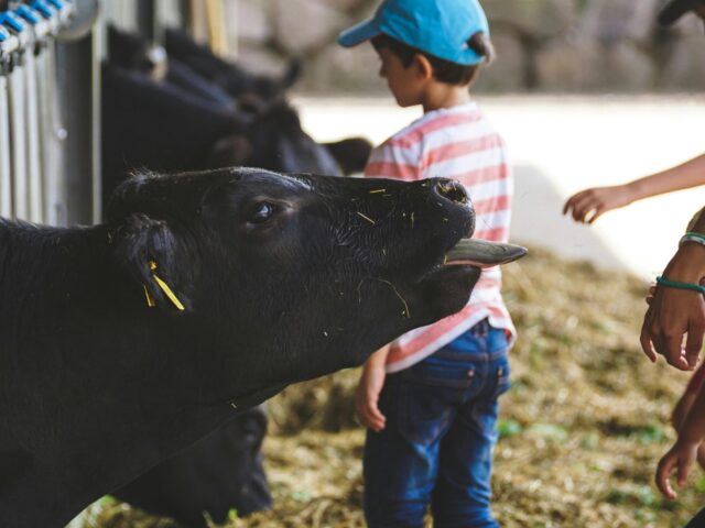 黒島牛まつり　牛　フリー画像