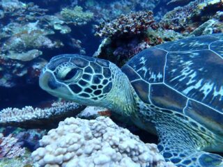 石垣島の「青」を撮る！絶景フォトツアー＆青の洞窟シュノーケリング1日セット